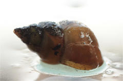 Lymnaeidae