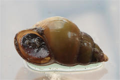Lymnaeidae