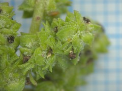 Atriplex laevis