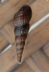 Melanoides tuberculata