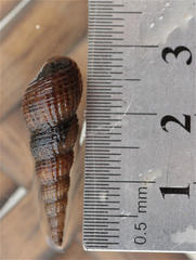 Melanoides tuberculata