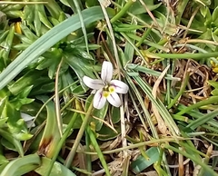 Lobelia oligophylla