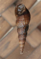 Melanoides tuberculata