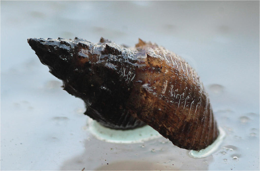 Thiarinae
