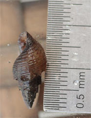 Mieniplotia scabra