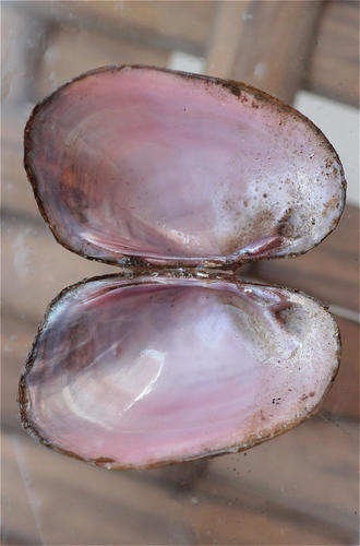 Coelatura aegyptiaca