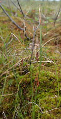 Carex rariflora