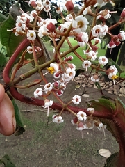 Miconia crinita