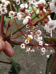 Miconia crinita
