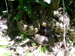 Crotalus culminatus