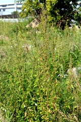 Chenopodium acerifolium