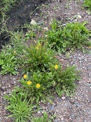 Taraxacum officinale