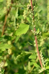 Chenopodium acerifolium