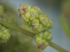 Chenopodium acerifolium