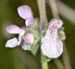Stachys ajugoides