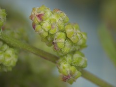 Chenopodium acerifolium
