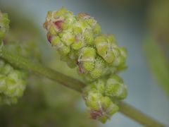 Chenopodium acerifolium
