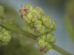 Chenopodium acerifolium
