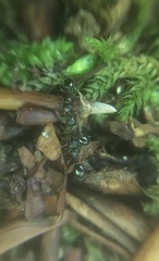 Myrmecina graminicola