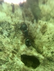 Myrmecina graminicola