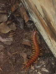 Scolopendra alternans
