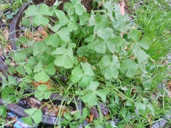 Oxalis articulata
