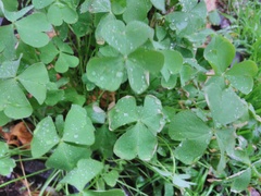 Oxalis articulata