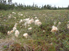 Eriophorum × medium