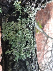 Parmelia pseudosulcata