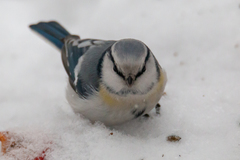 Cyanistes caeruleus × cyanus