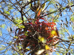 Tillandsia rothii