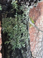 Parmelia pseudosulcata