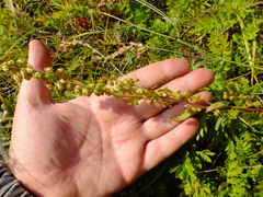 Artemisia latifolia