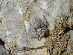 Plexippoides gestroi