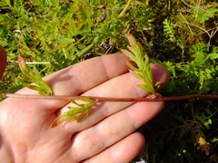 Artemisia latifolia