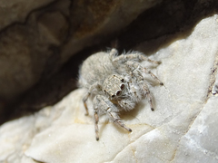 Plexippoides gestroi