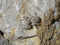Plexippoides gestroi