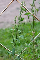 Chenopodium betaceum