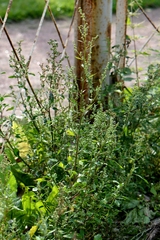 Chenopodium betaceum
