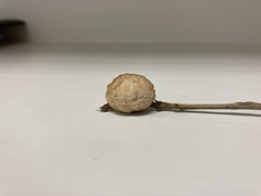 Striatoandricus aciculatus