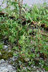 Chenopodium betaceum