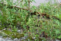 Chenopodium betaceum