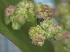 Chenopodium betaceum