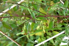 Chenopodium betaceum