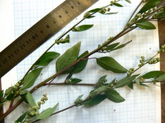 Chenopodium betaceum