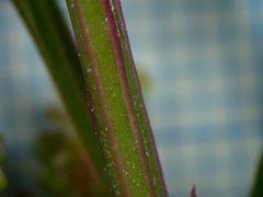 Chenopodium betaceum