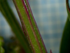 Chenopodium betaceum