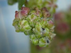 Chenopodium betaceum