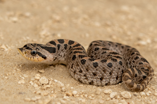 Southern Hognose Snake, Heterodon simus