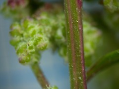 Chenopodium betaceum